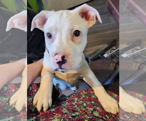 Mutt Dogs for adoption in Plainfield, IL, USA