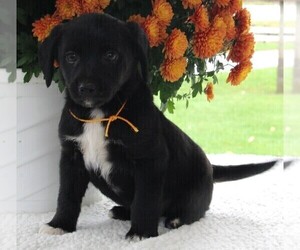 Poodle (Standard)-Rat Terrier Mix Puppy for sale in FREDERICKSBURG, OH, USA