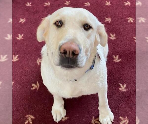 Medium Photo #2 Labrador Retriever Puppy For Sale in San Diego, CA, USA