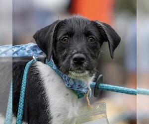 Jack Russell Terrier-Unknown Mix Dogs for adoption in San Diego, CA, USA