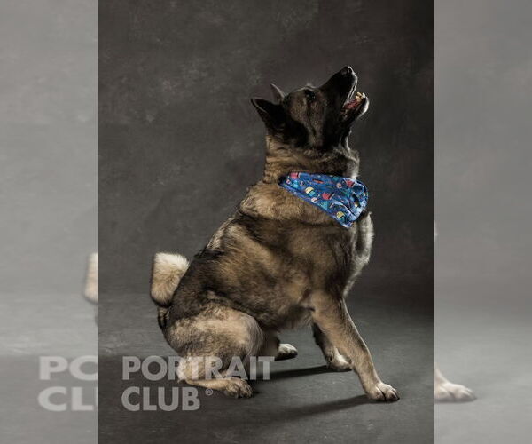 Medium Photo #6 Akita-Norwegian Elkhound Mix Puppy For Sale in Doylestown, PA, USA