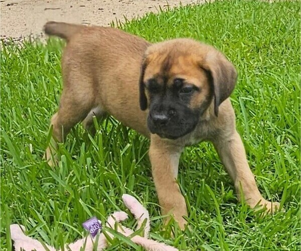 Medium Photo #2 Cane Corso Puppy For Sale in HOUSTON, TX, USA