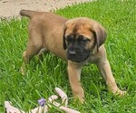 Small #1 Cane Corso