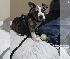 American Pit Bull Terrier-Staffordshire Bull Terrier Mix Dogs for adoption in Princeton, MN, USA