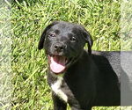 Small #2 German Shepherd Dog Mix