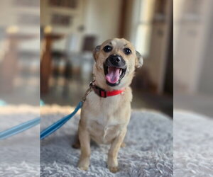 Mutt Dogs for adoption in New London, WI, USA