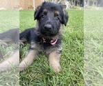 Small Photo #17 German Shepherd Dog Puppy For Sale in BOERNE, TX, USA