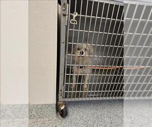 Cairn Terrier Dogs for adoption in Houston, TX, USA