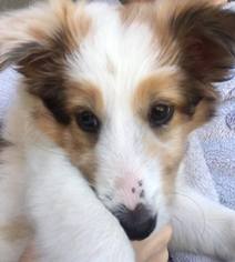 Shetland Sheepdog Puppy for sale in EAGLE POINT, OR, USA