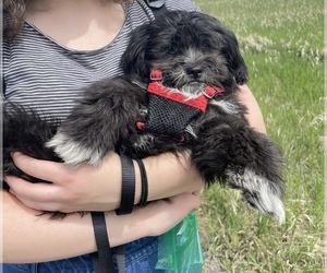 Shih-Poo Puppy for sale in LITTLETON, CO, USA