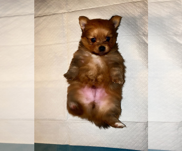 Medium Photo #1 Pomeranian Puppy For Sale in KANSAS CITY, KS, USA