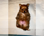 Small Photo #1 Pomeranian Puppy For Sale in KANSAS CITY, KS, USA