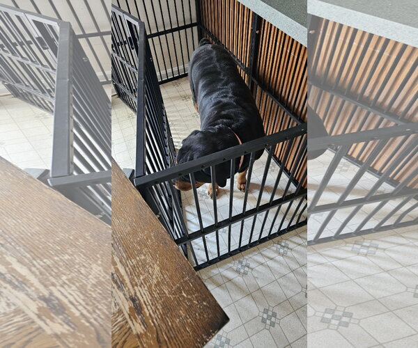 Medium Photo #2 Rottweiler Puppy For Sale in Westminster, MD, USA