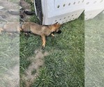 Small Photo #11 German Shepherd Dog Puppy For Sale in MODESTO, CA, USA