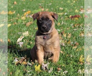 Belgian Malinois Puppy for sale in FREDERICKSBRG, PA, USA