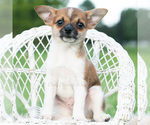 Small #6 Chihuahua