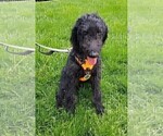 Small #6 Labradoodle