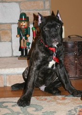 Cane Corso Puppy for sale in MONTVILLE, OH, USA
