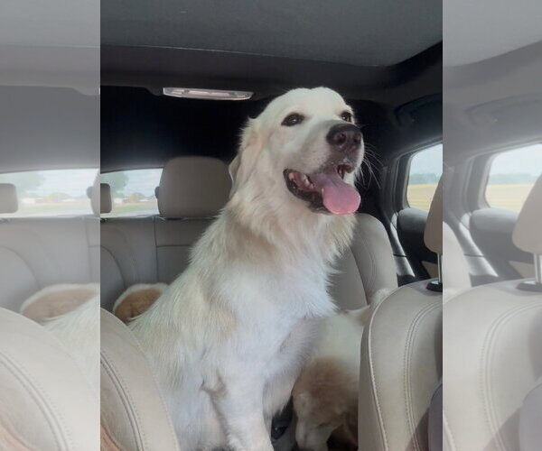 Medium Photo #5 Great Pyrenees-Unknown Mix Puppy For Sale in Dallas, TX, USA