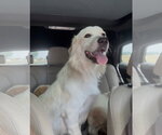 Small #4 Great Pyrenees Mix