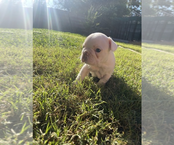 Medium Photo #27 French Bulldog Puppy For Sale in ARLETA, CA, USA