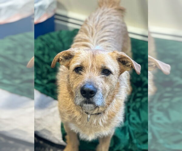 Medium Photo #9 Mutt Puppy For Sale in Elmsford, NY, USA