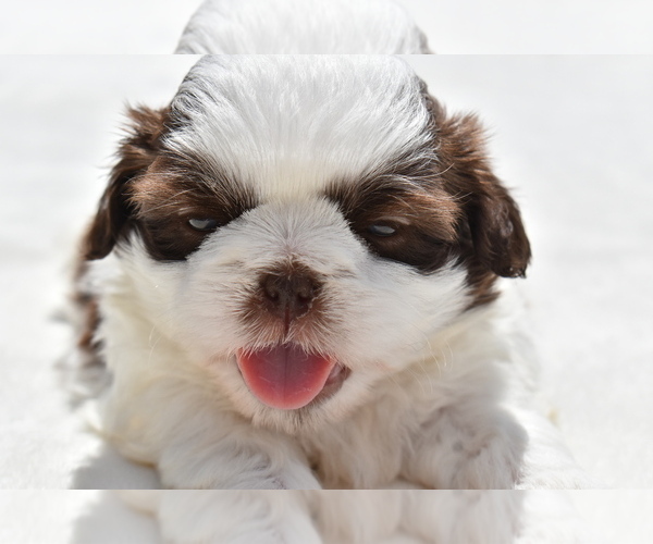Medium Photo #4 Shih Tzu Puppy For Sale in PALM COAST, FL, USA