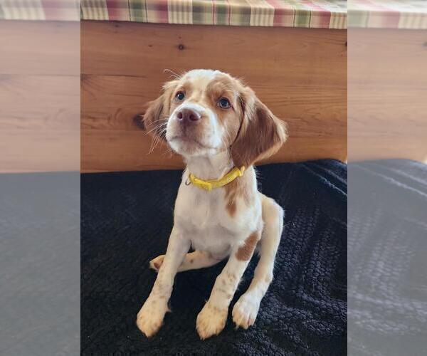 Medium Photo #18 Brittany Puppy For Sale in MONTROSE, CO, USA