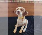 Small Photo #18 Brittany Puppy For Sale in MONTROSE, CO, USA