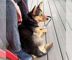 Small #3 Mutt