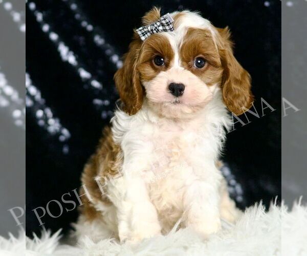 Medium Photo #1 Cavapoo Puppy For Sale in WARSAW, IN, USA
