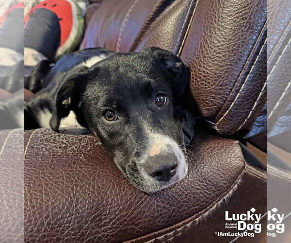Medium Photo #10 Labrador Retriever-Unknown Mix Puppy For Sale in Washington, DC, USA
