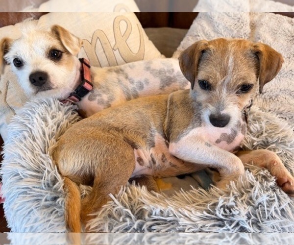 Medium Photo #2 Chihuahua Puppy For Sale in HUNTSVILLE, AL, USA