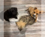 Small #2 Mutt