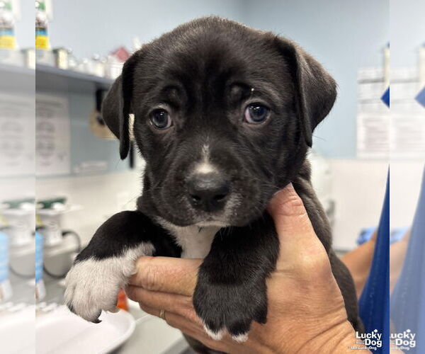 Medium Photo #4 Rat Terrier-Unknown Mix Puppy For Sale in Washington, DC, USA