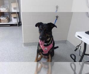 Doberman Pinscher-Unknown Mix Dogs for adoption in Pasadena, TX, USA