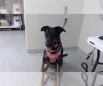 Small Doberman Pinscher Mix