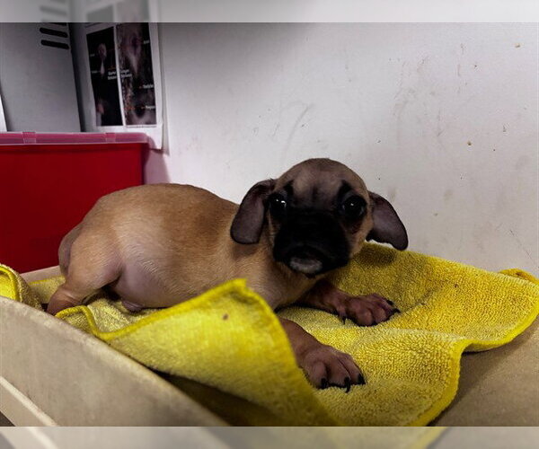 Medium Photo #1 Pug-Unknown Mix Puppy For Sale in Corona, CA, USA