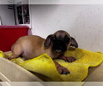 Small Pug Mix