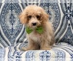 Small Photo #3 Bichpoo Puppy For Sale in LAKELAND, FL, USA
