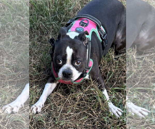 Medium Photo #7 Boston Terrier Puppy For Sale in Monkton, MD, USA