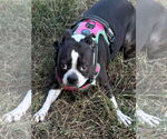 Small #6 Boston Terrier