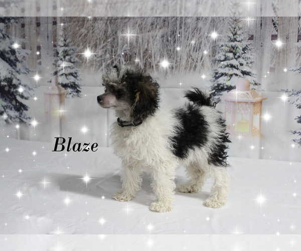 Medium Photo #2 Poodle (Toy) Puppy For Sale in CHANUTE, KS, USA