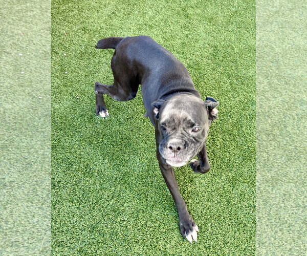 Medium Photo #3 Boxer Puppy For Sale in Dumont, NJ, USA
