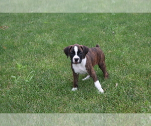 boxer puppies for sale maryland