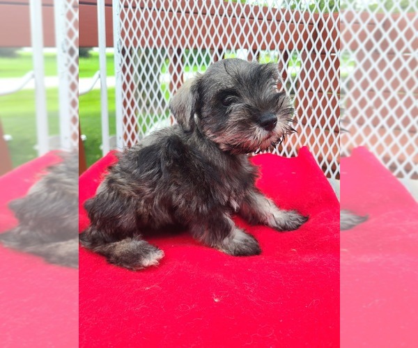 Medium Photo #1 Schnauzer (Miniature) Puppy For Sale in HUMESTON, IA, USA