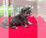 Small Schnauzer (Miniature)