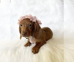 Small #1 Dachshund