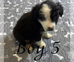 Small #6 Australian Shepherd