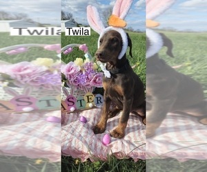 Doberman Pinscher Puppy for sale in POMEROY, OH, USA